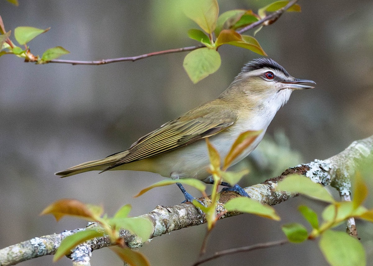 Red-eyed Vireo - Richard Thunen