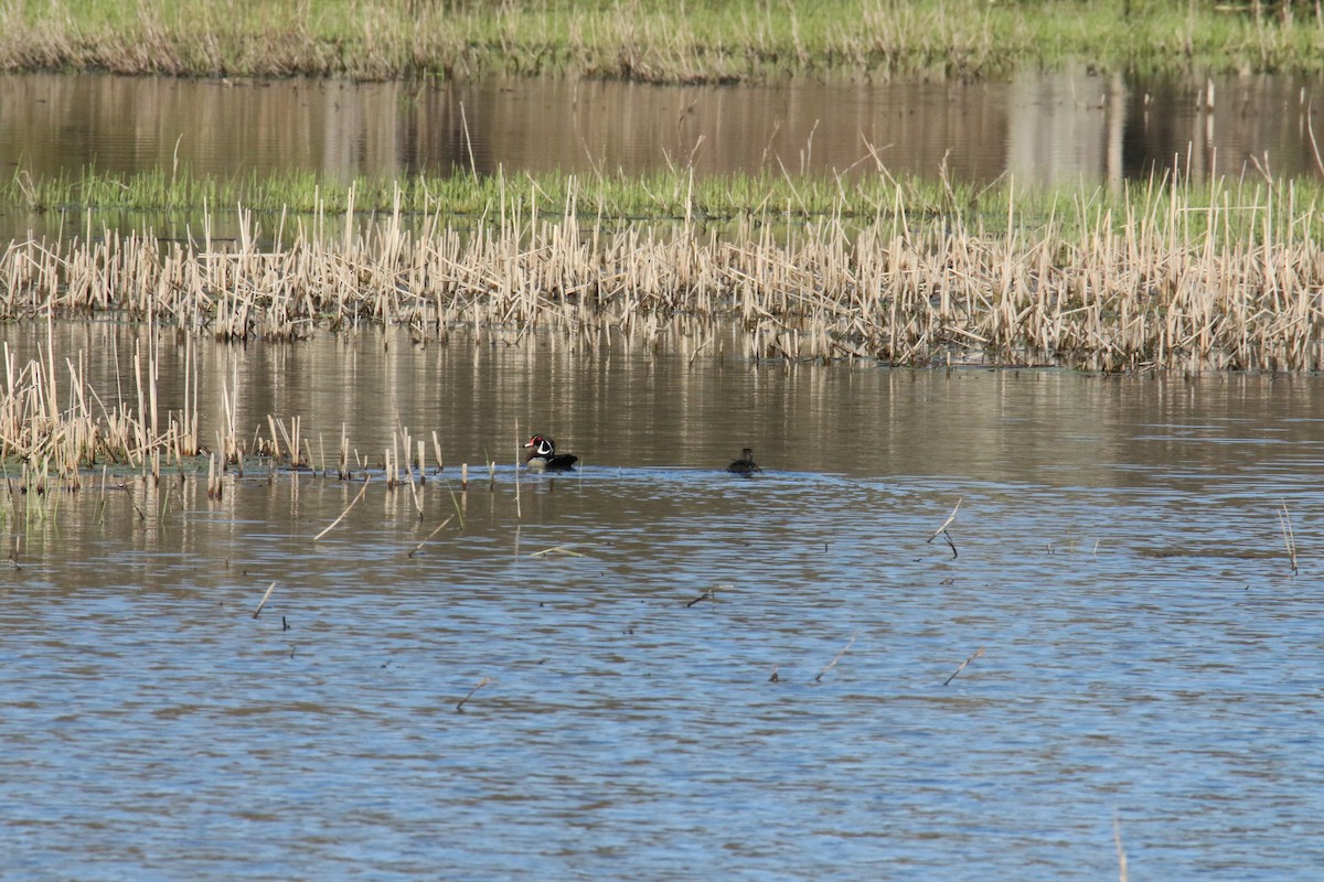 Wood Duck - ML619399453