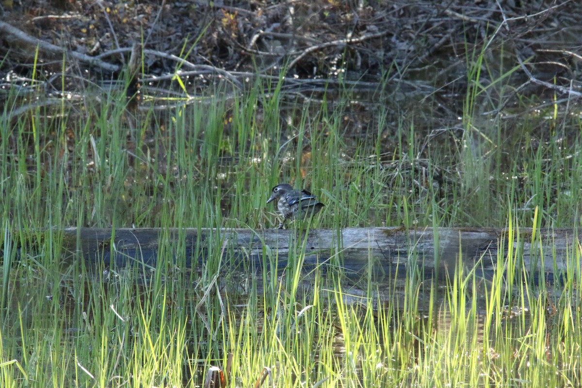 Wood Duck - ML619399455