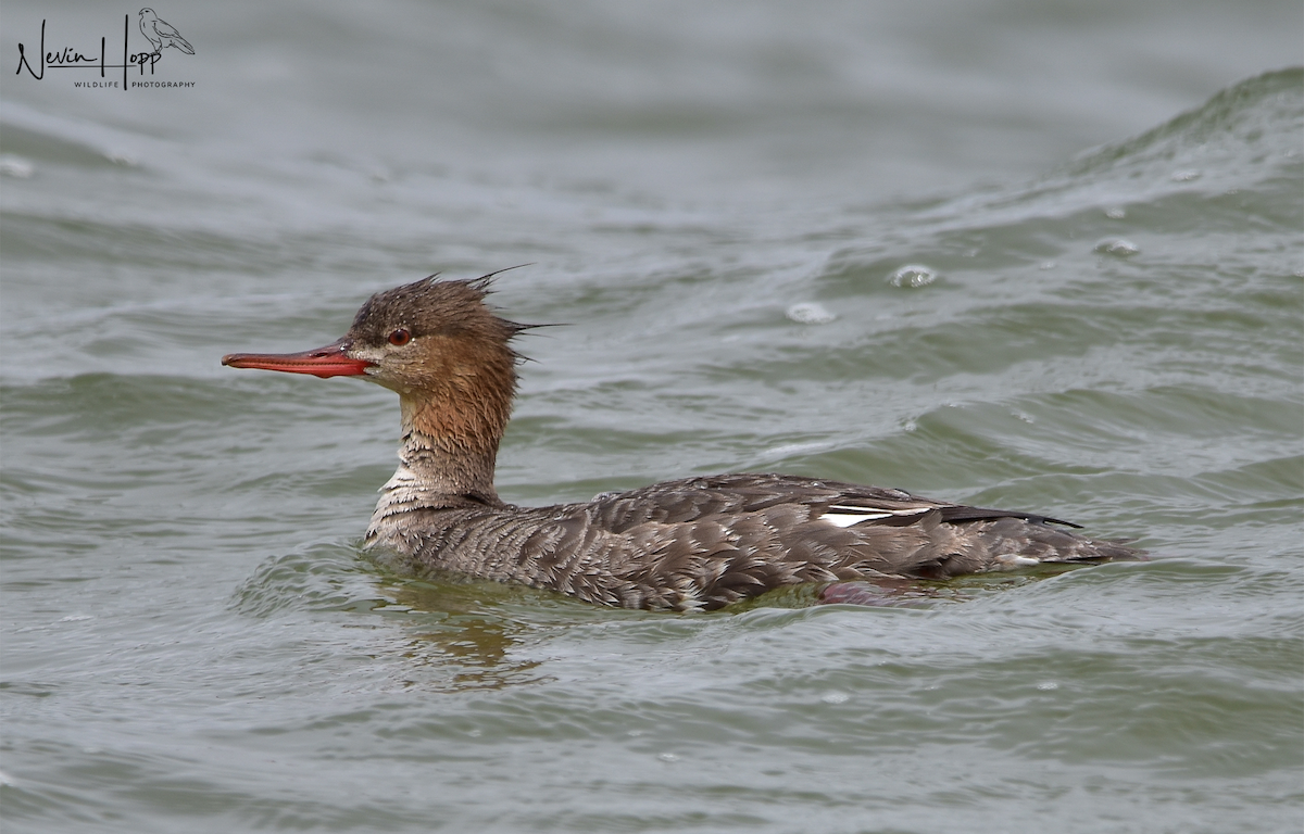 Red-breasted Merganser - ML619399457