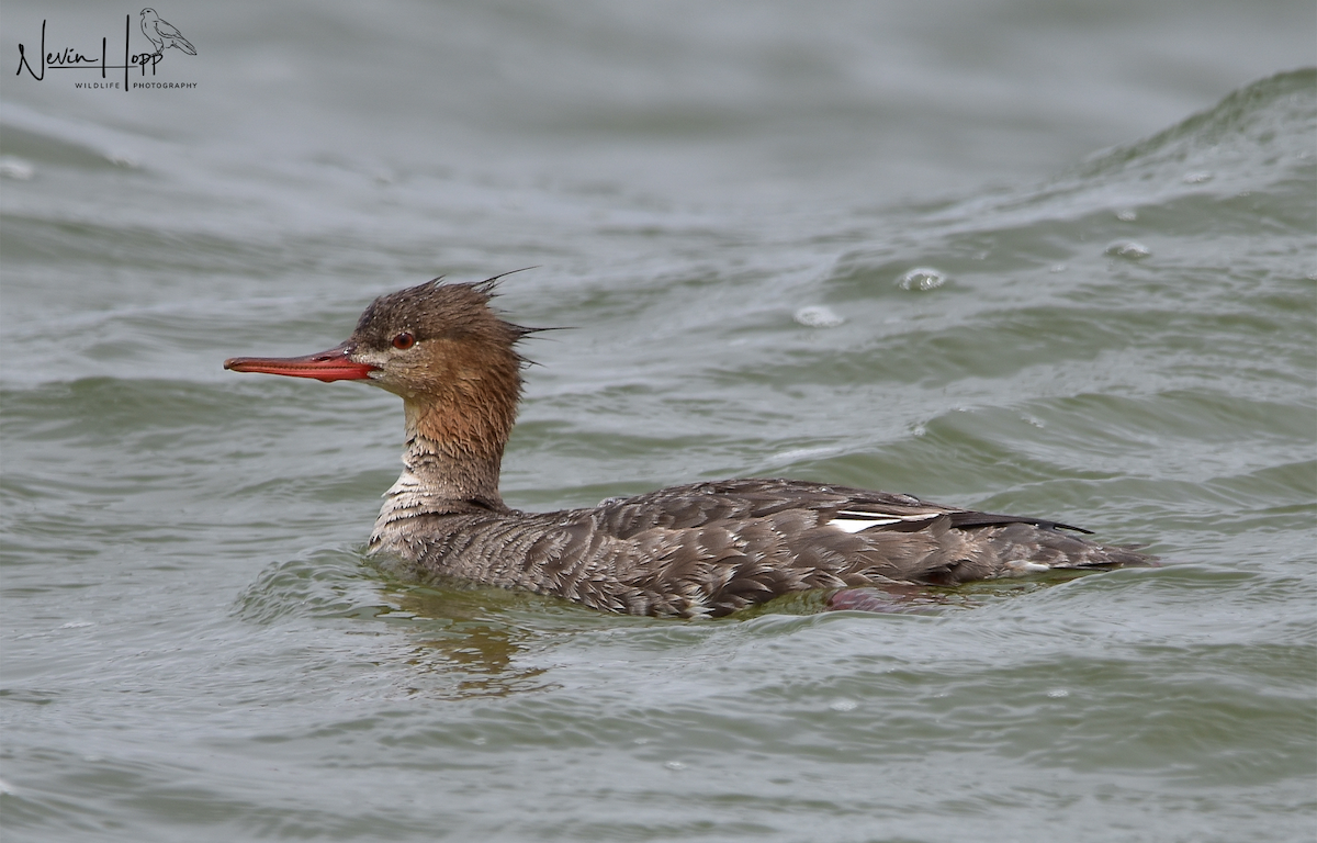 Red-breasted Merganser - Nevin Hopp