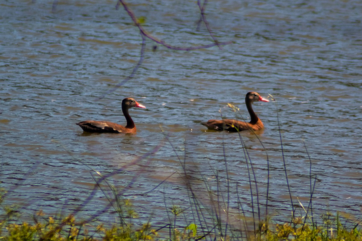 Black-bellied Whistling-Duck - Manuel de Jesus Hernandez Ancheita