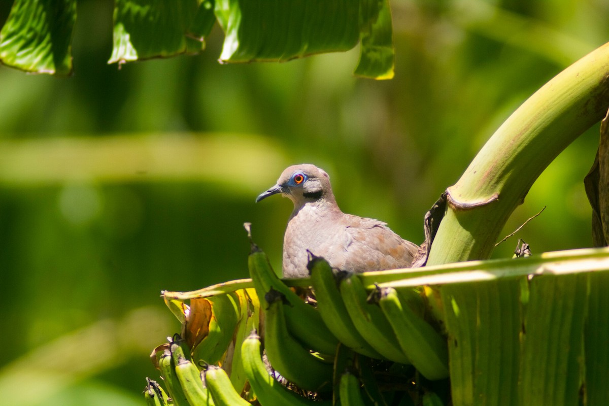 White-winged Dove - Manuel de Jesus Hernandez Ancheita