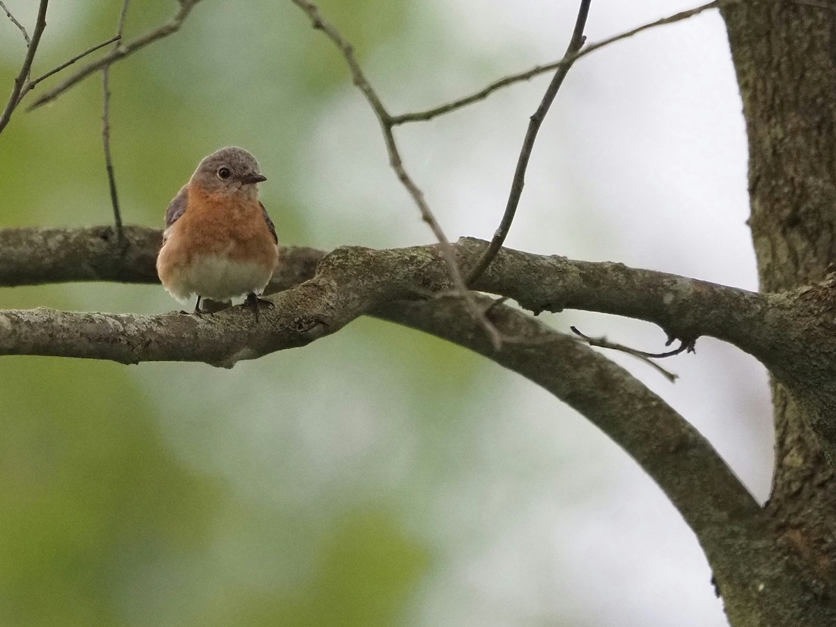 Eastern Bluebird - Bill Kunze