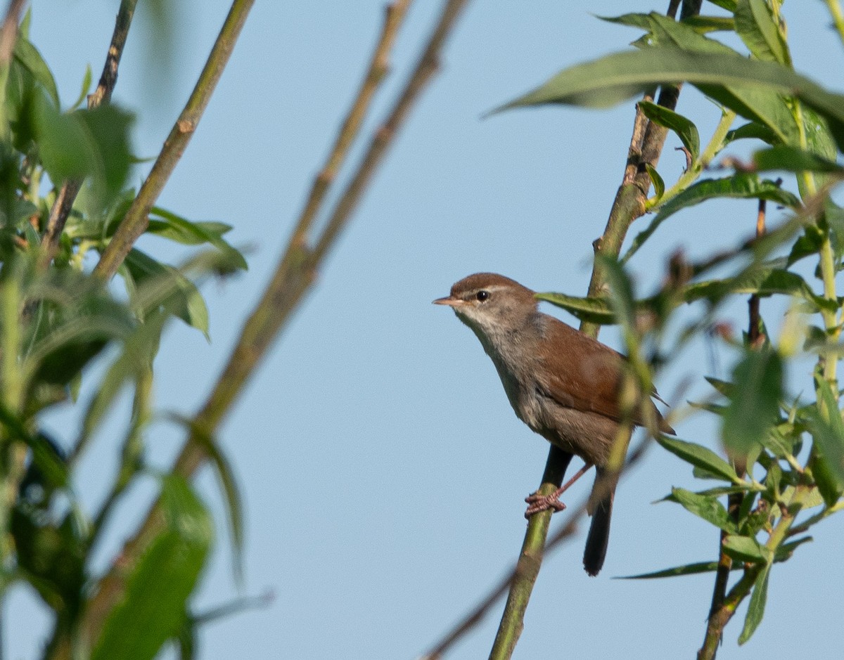 Cetti's Warbler - David Factor