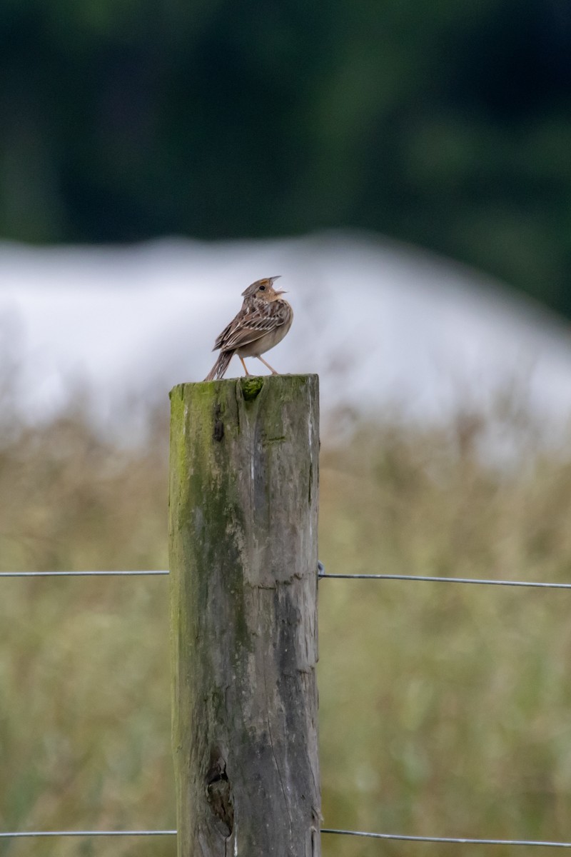 Grasshopper Sparrow - Jack Duffy