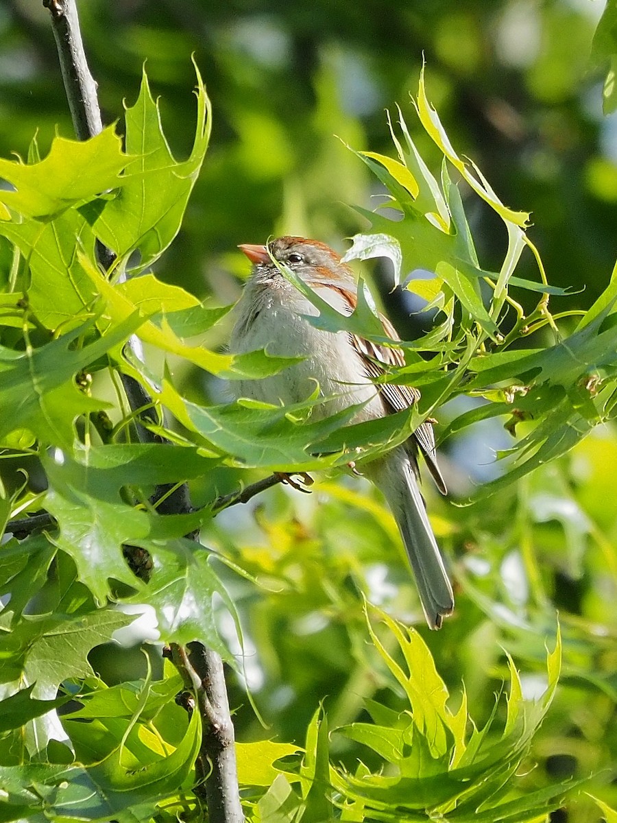 Field Sparrow - ML619399485