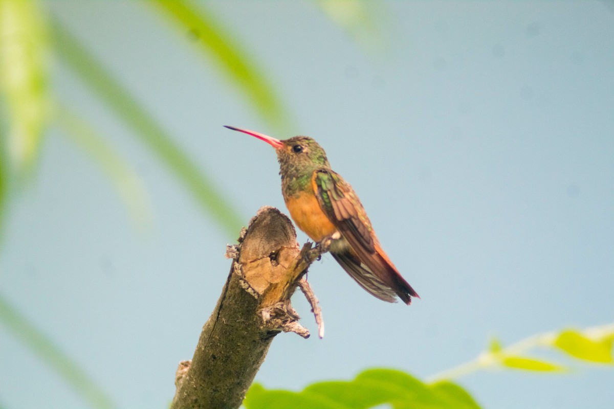 Buff-bellied Hummingbird - ML619399490