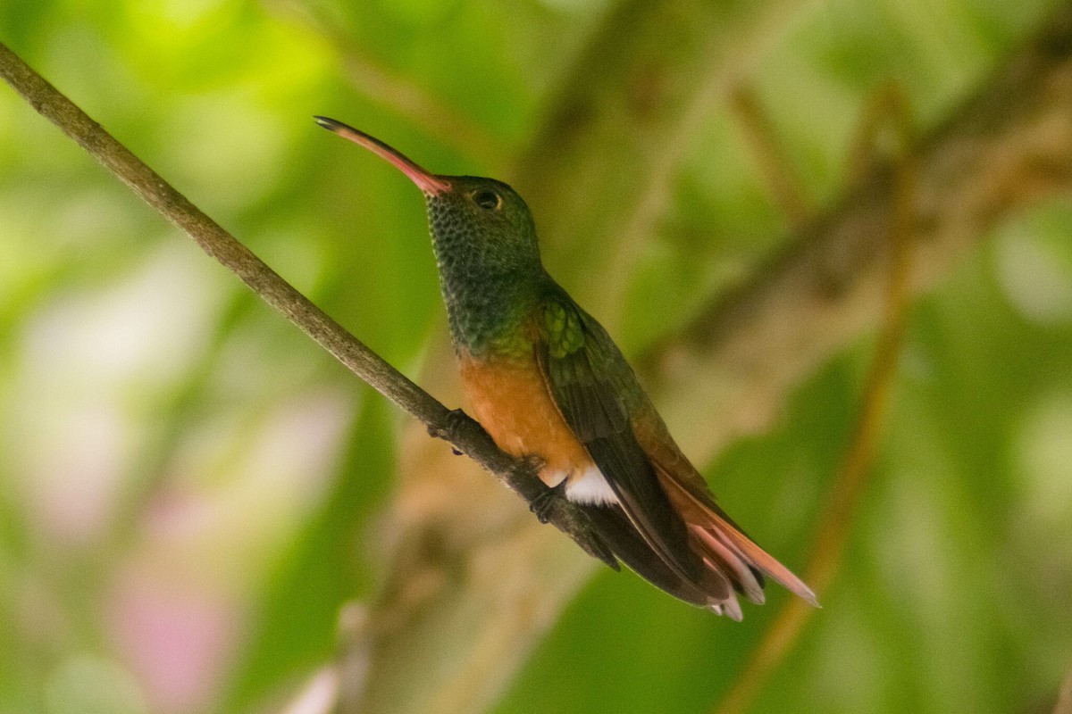 Buff-bellied Hummingbird - ML619399491