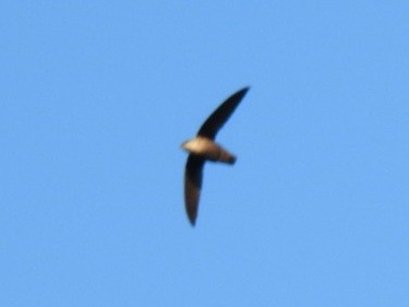 Chimney Swift - ML619399492