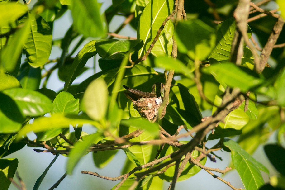 Rufous-tailed Hummingbird - Manuel de Jesus Hernandez Ancheita