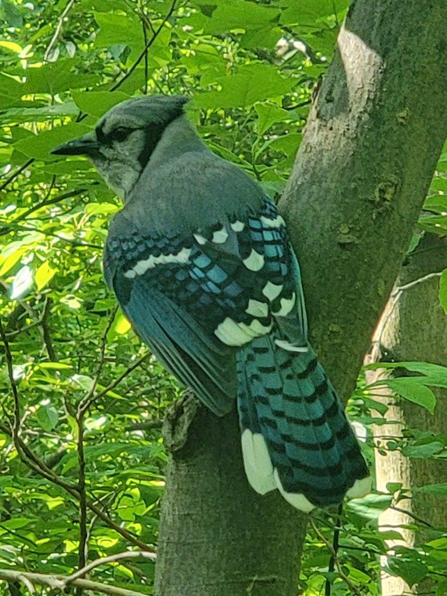 Blue Jay - Evelyn Huang