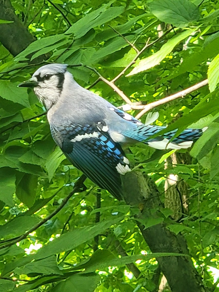 Blue Jay - Evelyn Huang