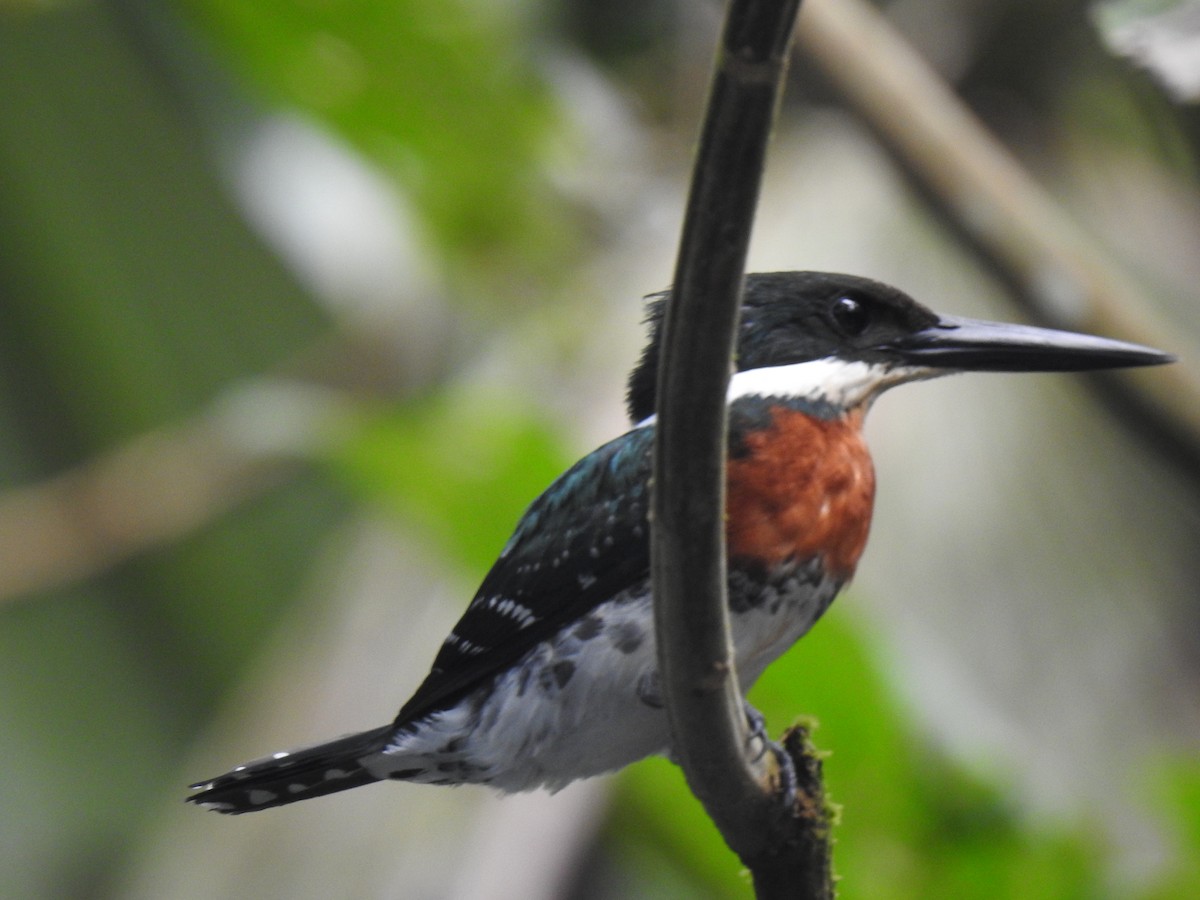 Green Kingfisher - Justin Harris