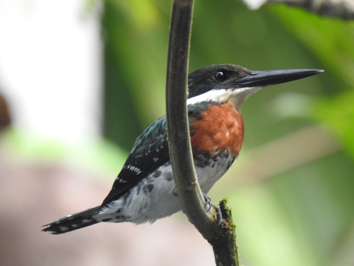 Green Kingfisher - Justin Harris