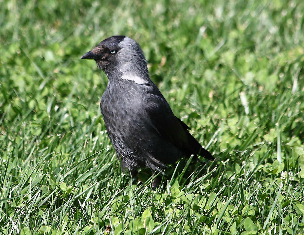 Eurasian Jackdaw - ML619399506