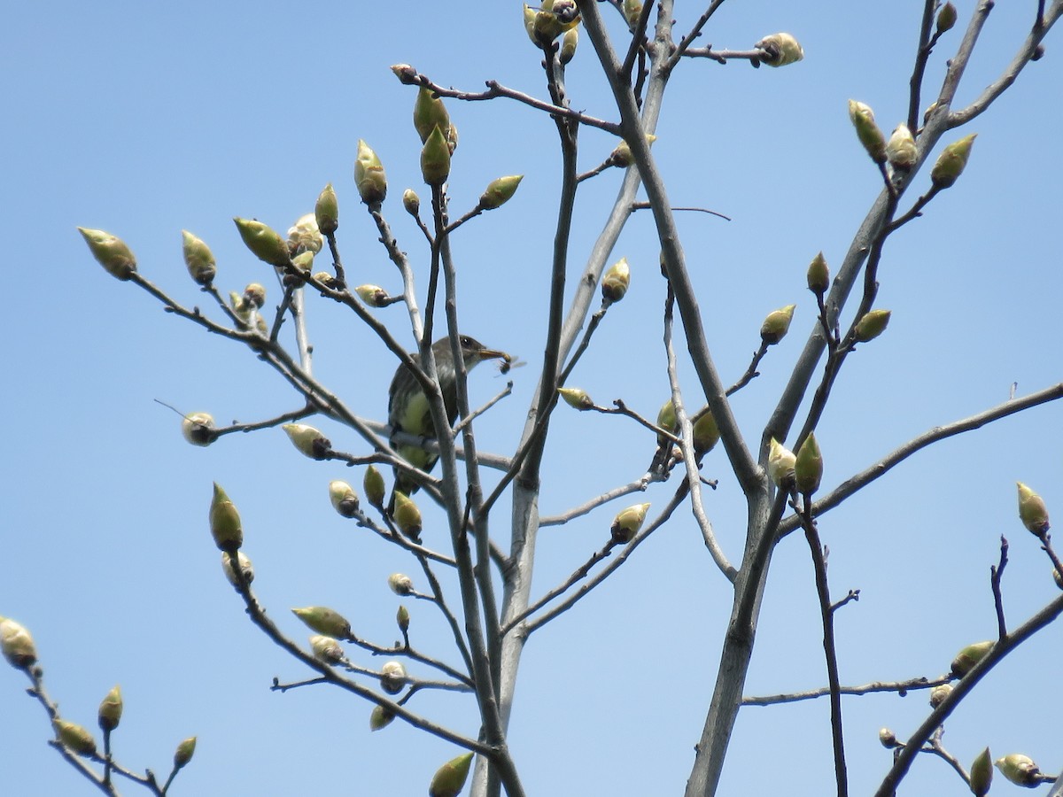 Olive-sided Flycatcher - Holly Bauer