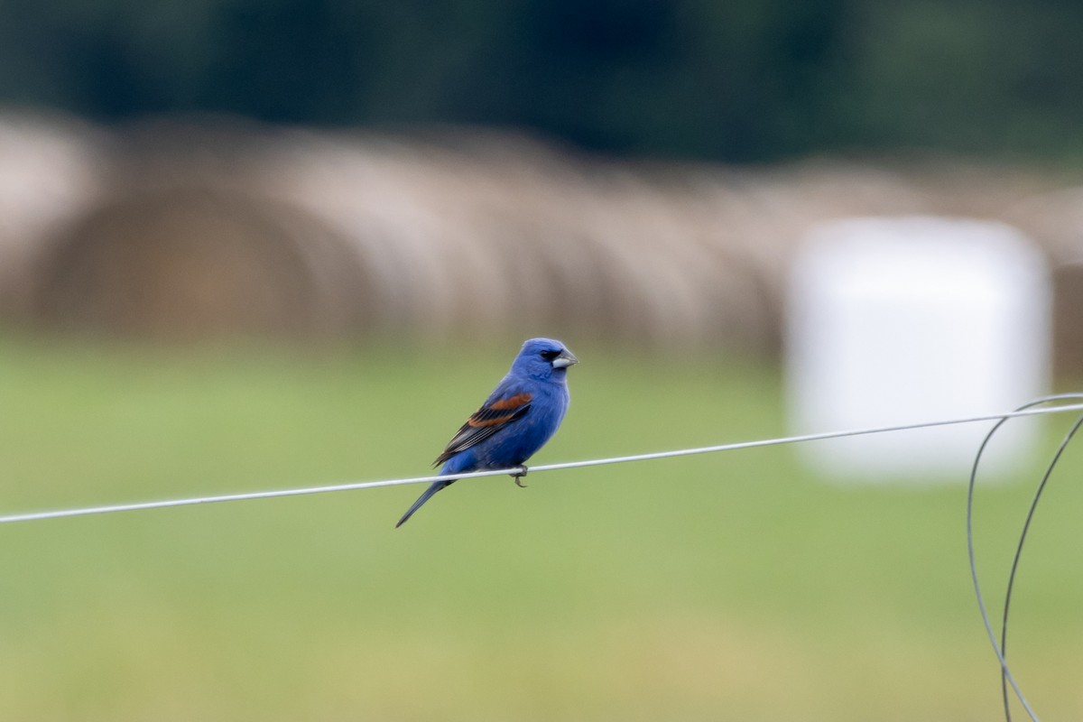 Blue Grosbeak - Jack Duffy