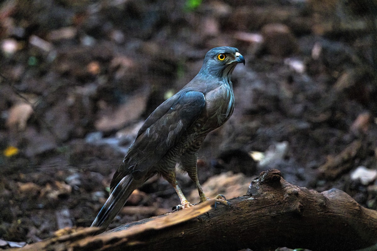 Crested Goshawk - ML619399517