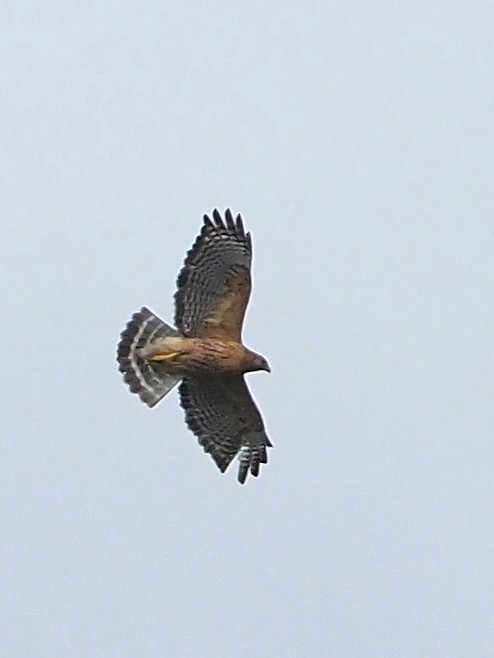 Red-shouldered Hawk - ML619399518