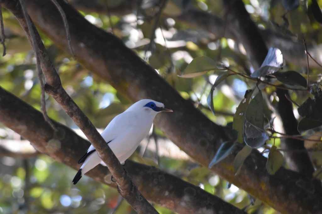 Bali Myna - Jorge Juan Rueda