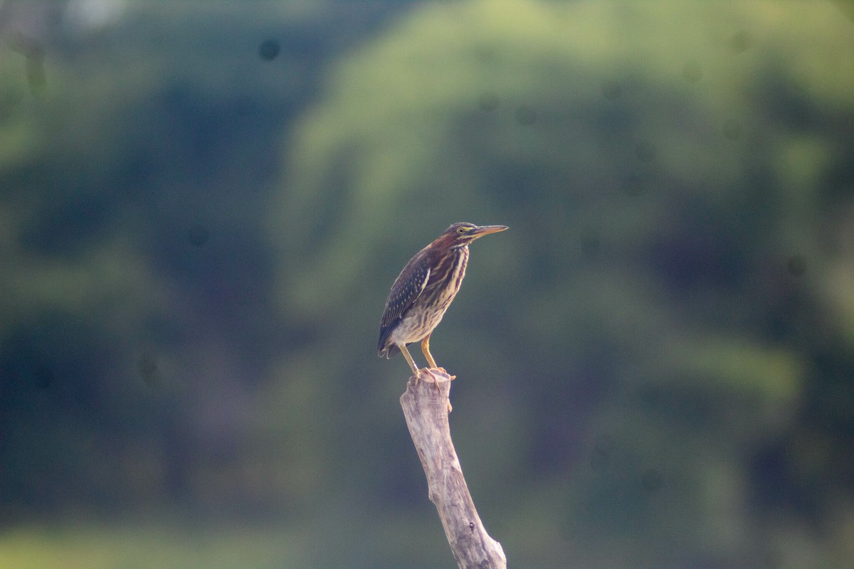 Green Heron - Manuel de Jesus Hernandez Ancheita