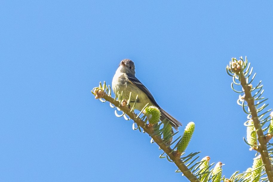 Dusky Flycatcher - Kathryn McGiffen