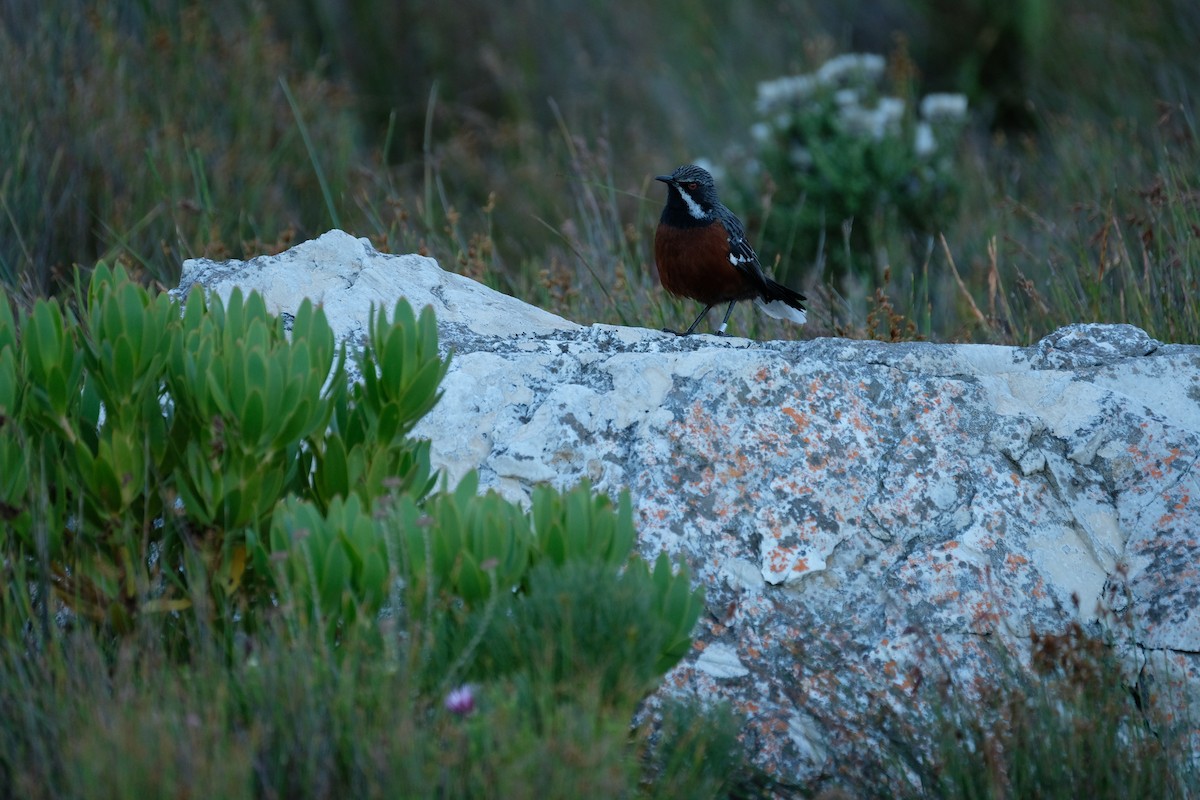 Cape Rockjumper - Christopher Hartel