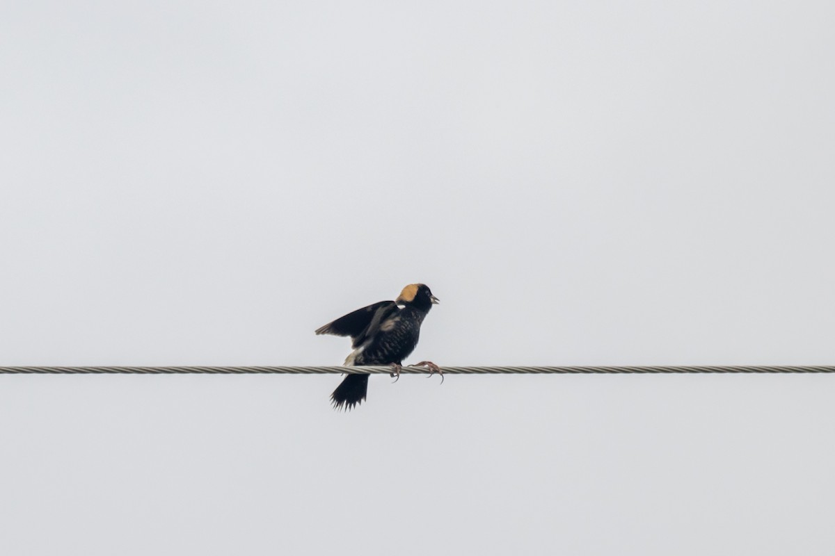 Bobolink - ML619399539