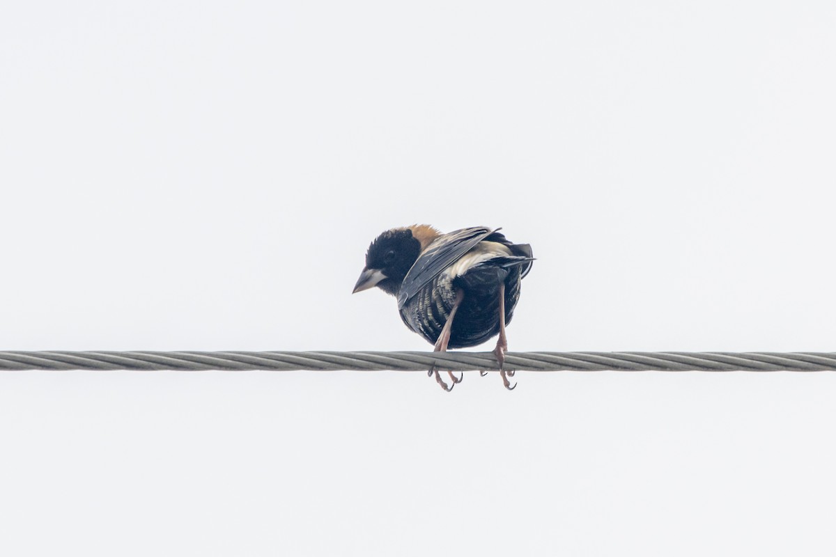 Bobolink - ML619399540