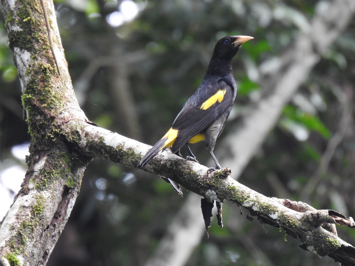 Yellow-rumped Cacique - Justin Harris