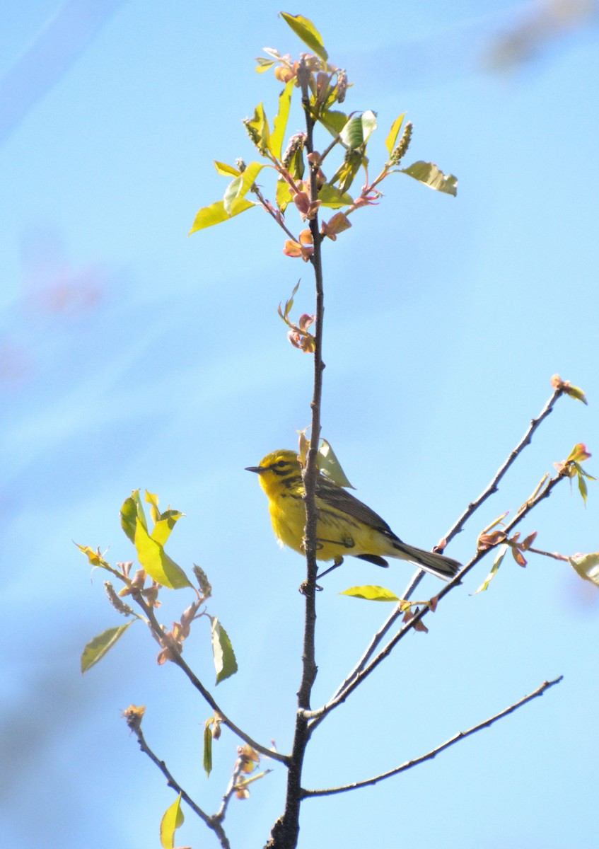 Prairie Warbler - Janette Vohs