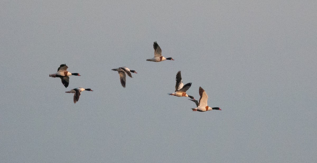 טדורנה - ML619399588