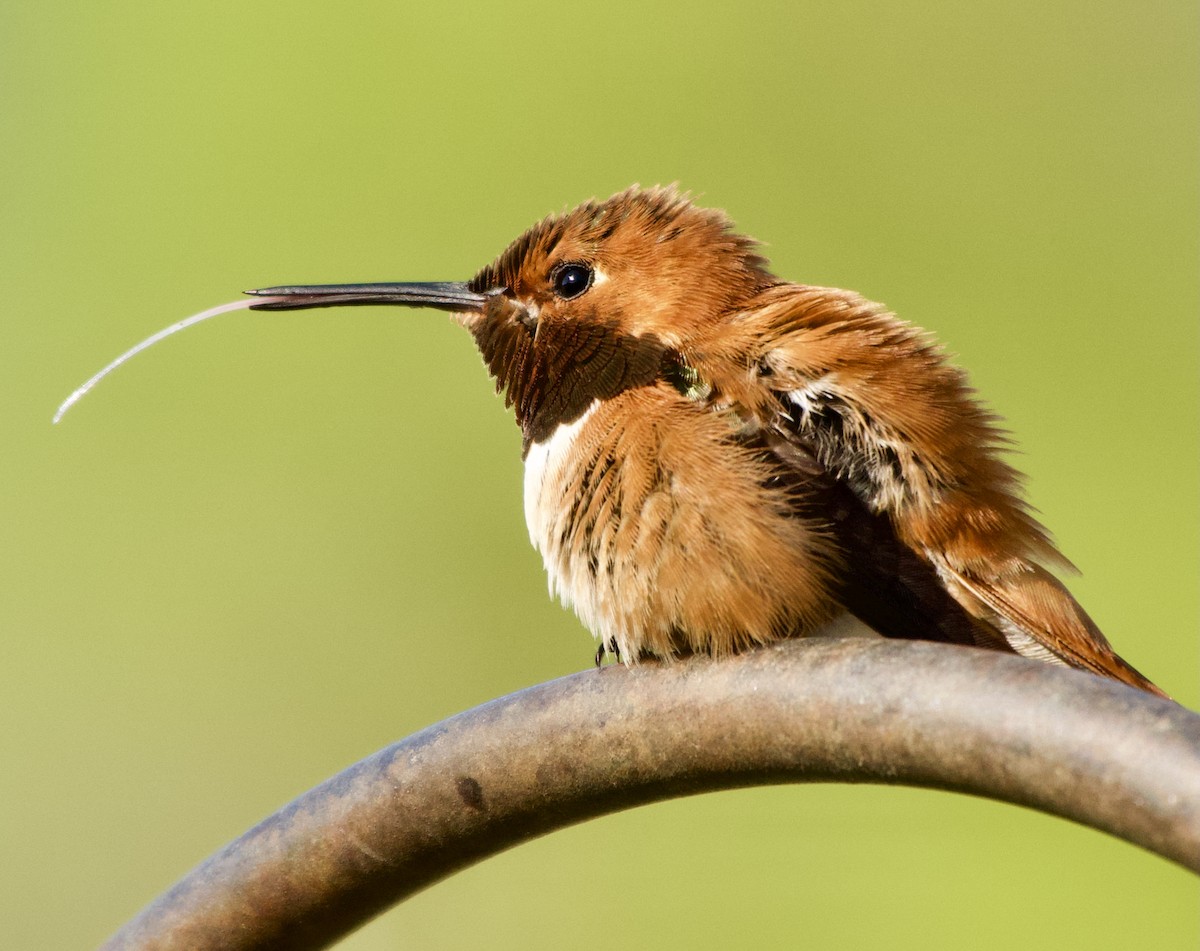 Rufous Hummingbird - Leslie Harris Jr