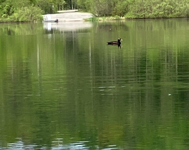 White-winged Scoter - ML619399594