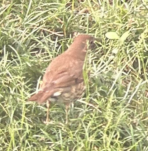 Song Thrush - Jake Shorty