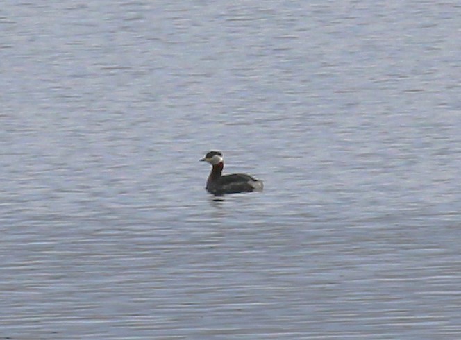 Red-necked Grebe - sean clancy