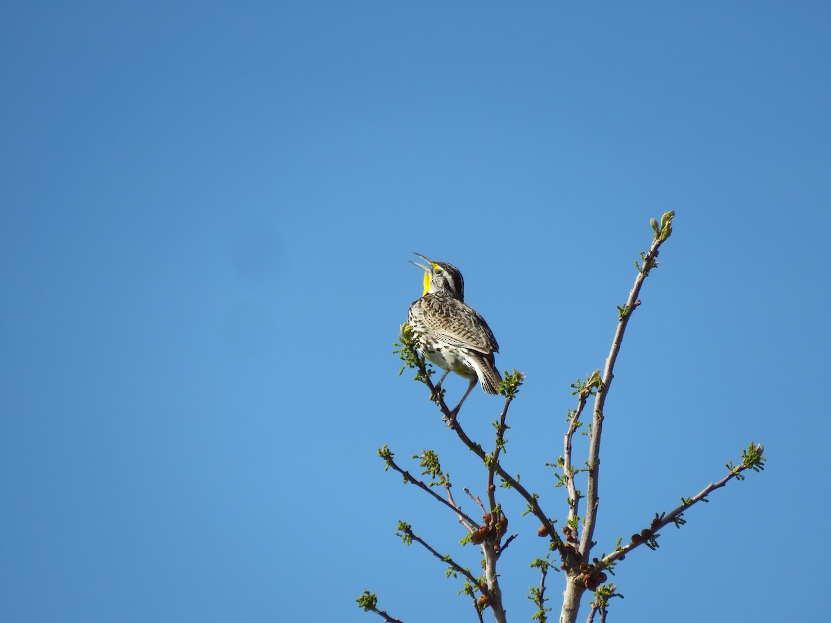 Western Meadowlark - Ken Orich