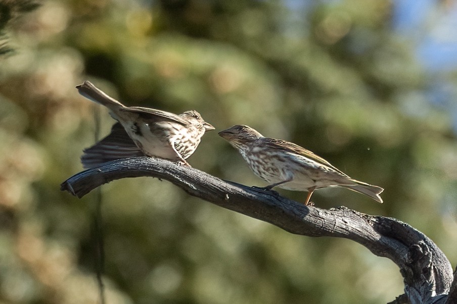 Purple Finch - Kathryn McGiffen