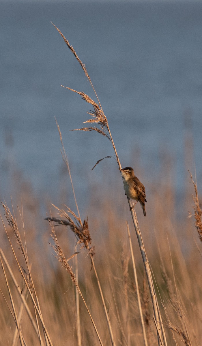 Sedge Warbler - David Factor