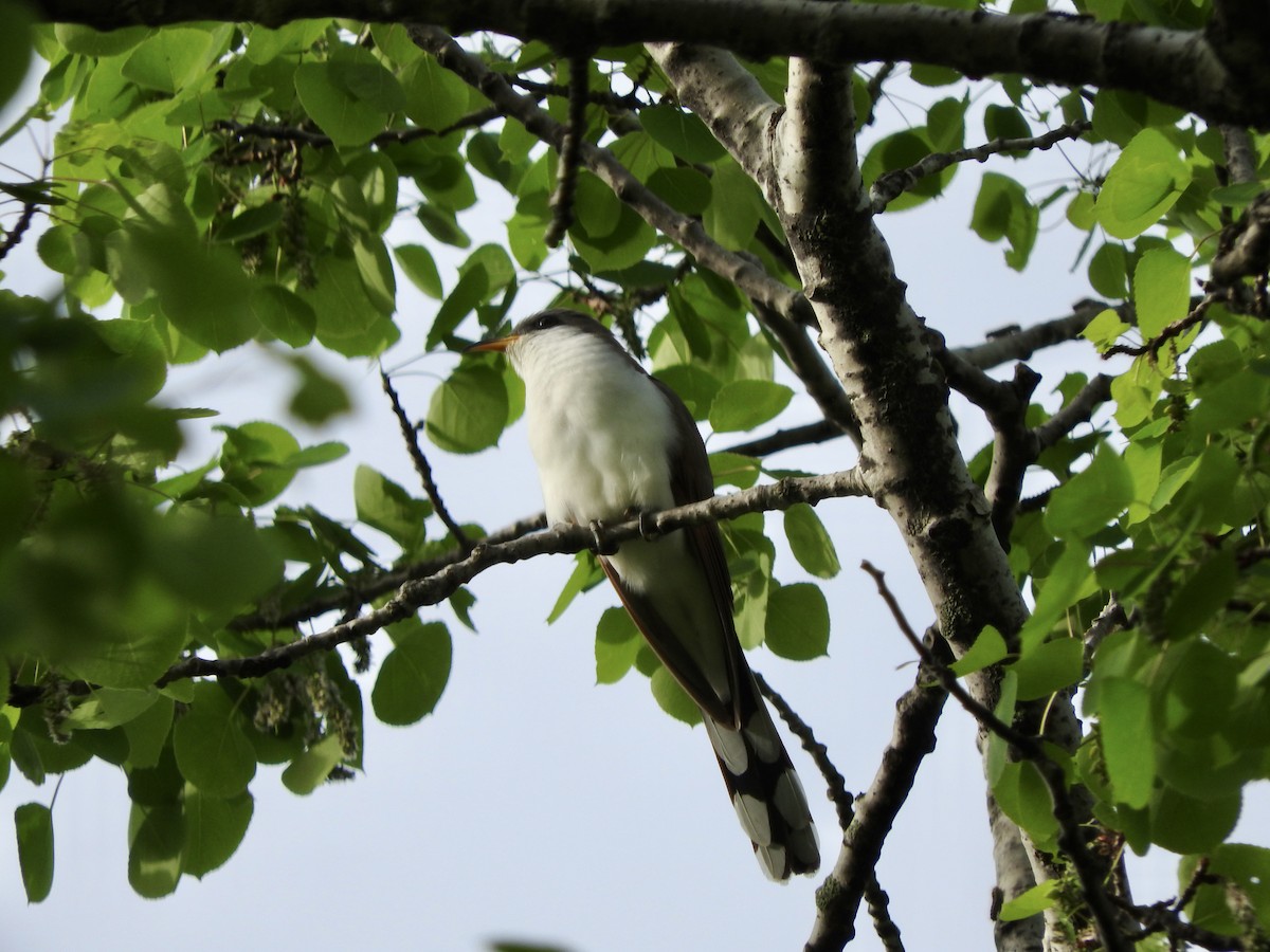 Yellow-billed Cuckoo - Ruth Fogler