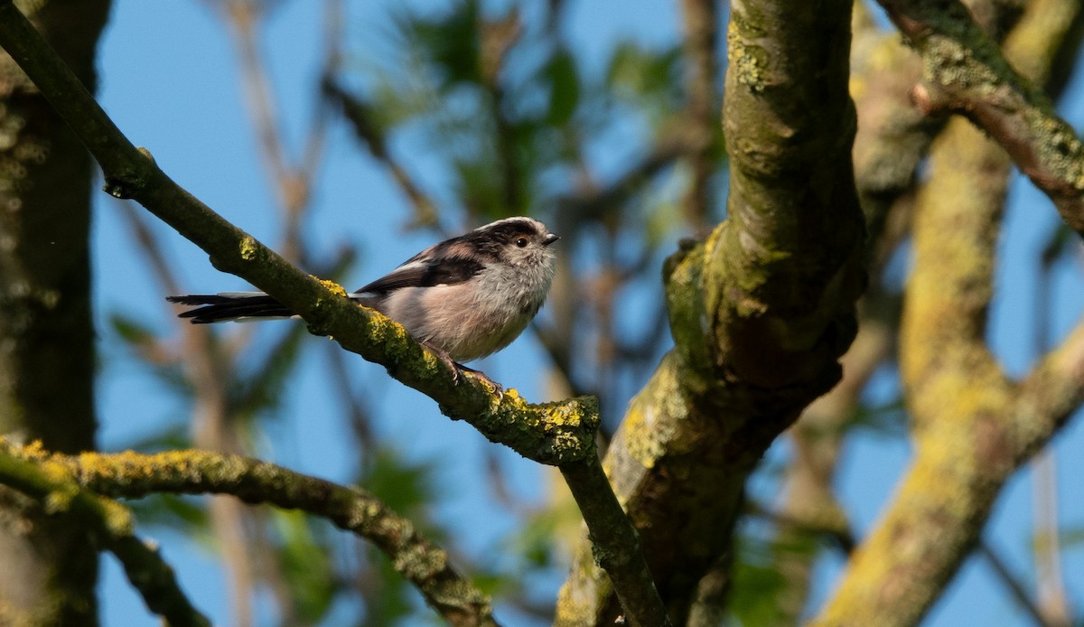 ירגזי זנבתן (שחור-גבה) - ML619399623