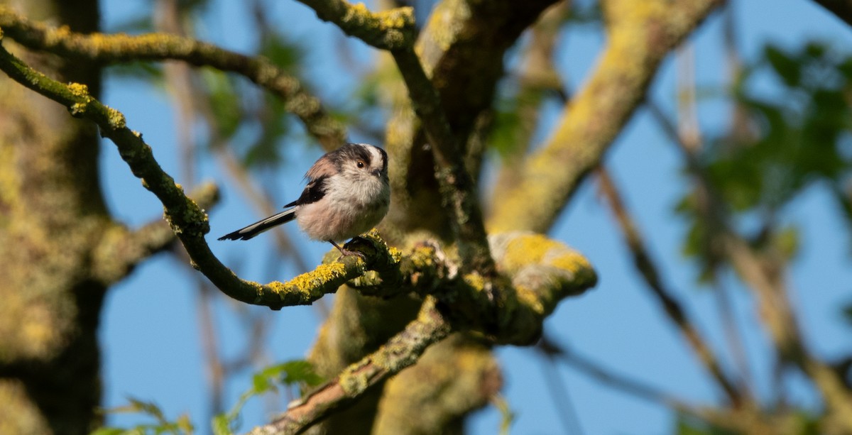 Long-tailed Tit (europaeus Group) - ML619399624