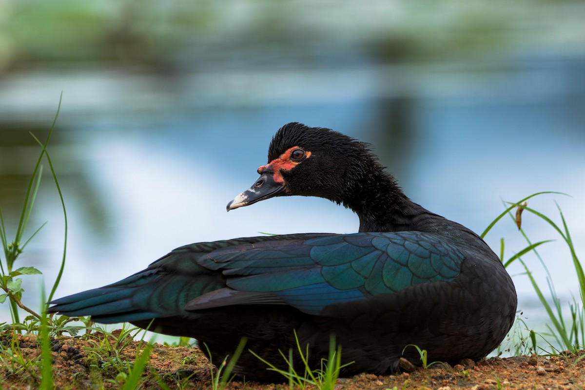 Muscovy Duck - ML619399627