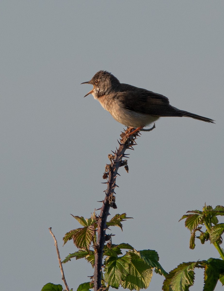 Greater Whitethroat - David Factor