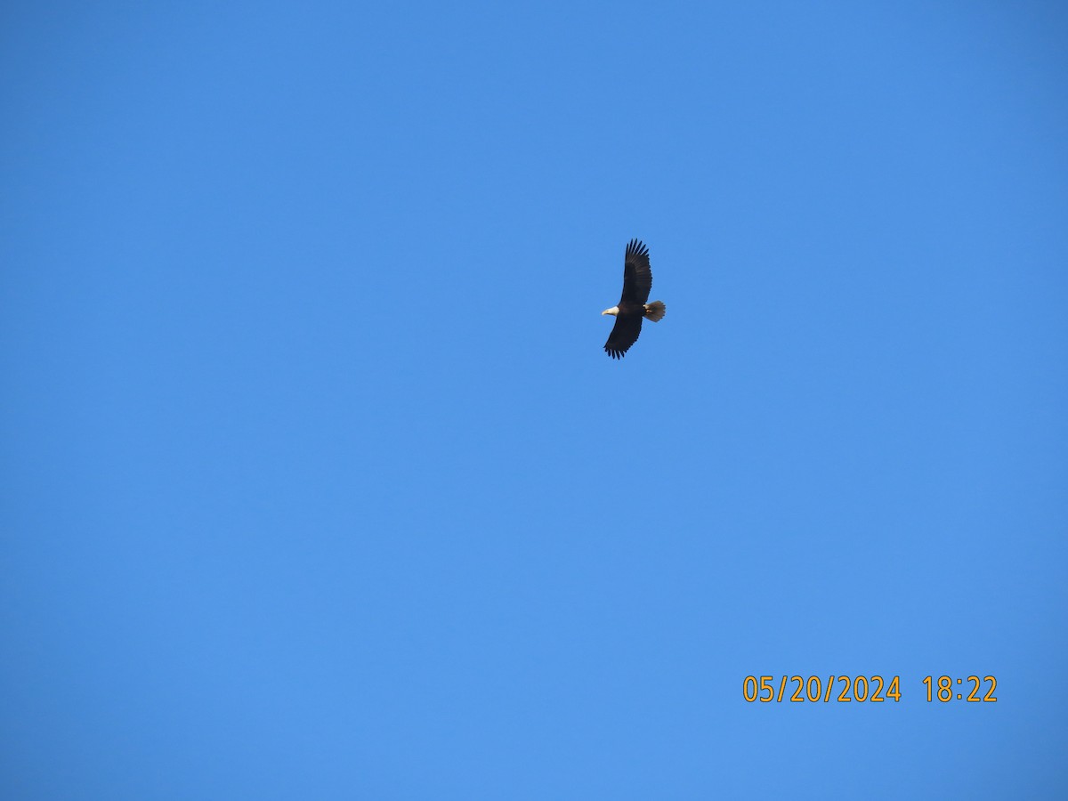 Bald Eagle - Heidi George