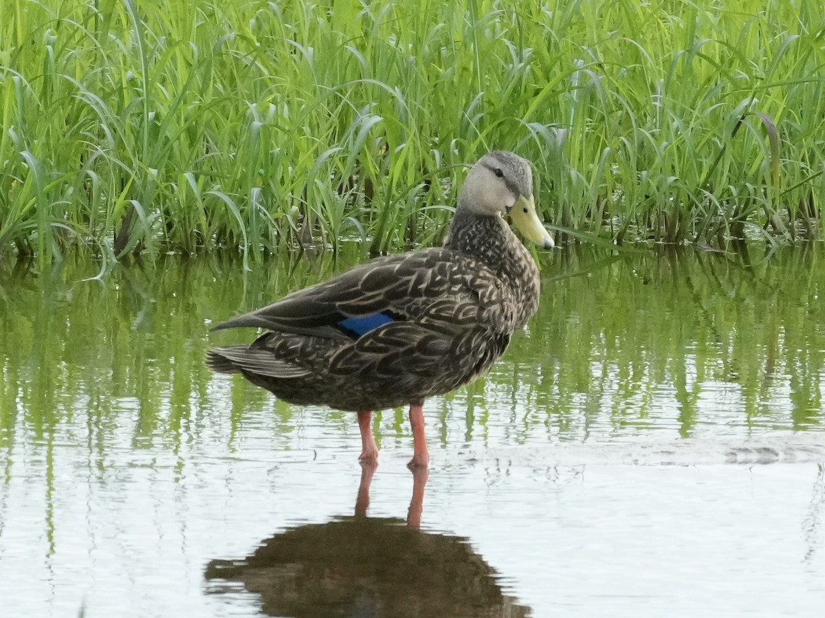 Mallard/Mottled Duck - Tami Reece