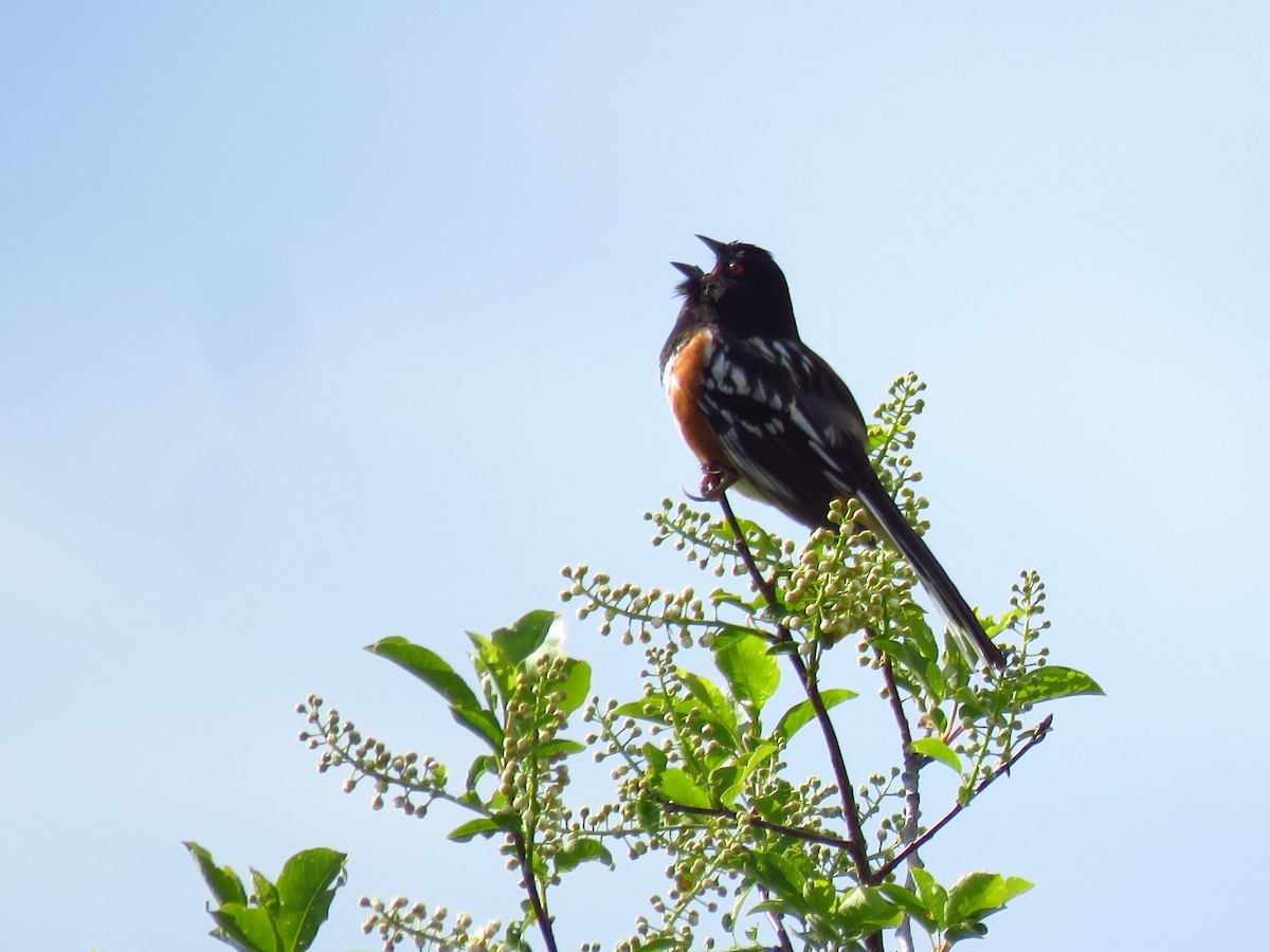 Spotted Towhee - Ken Orich