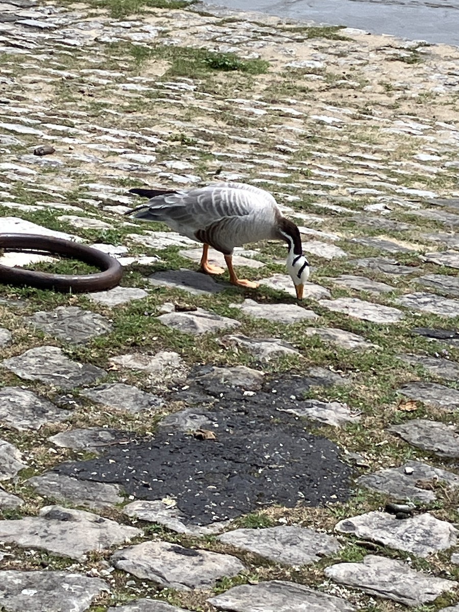 Bar-headed Goose - David McMullin