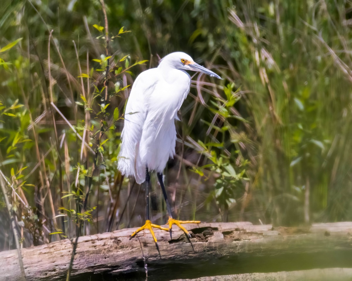 Snowy Egret - Kevin Muzzio